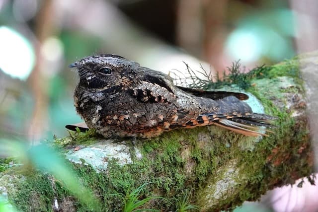 Burung Tukang: Cinta Beda Kasta